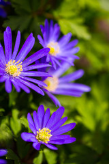 Fototapeta premium Violet spring flowers at sunny day in garden
