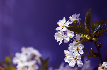 Beautiful blooming pink apricot branches at spring on violet background