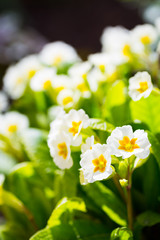 White and yellow primrose flowers at sunny day in garden