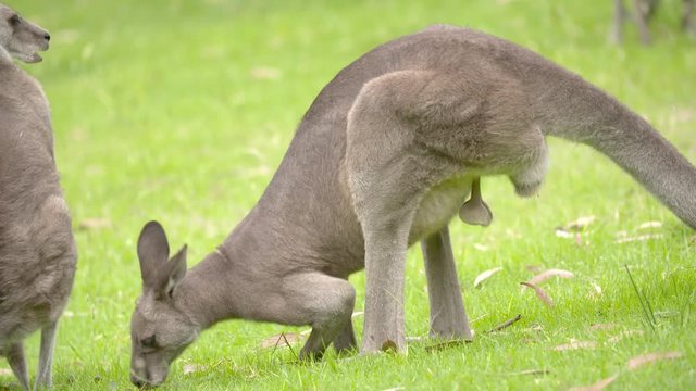 Kangaroo with large testicles