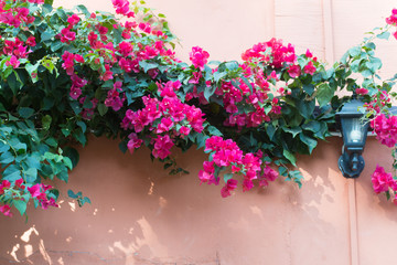 Pink bougainvillea flower blooming on the wall house.