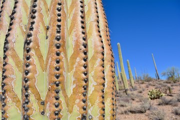 Saguaro Cactus Sweetwater Trail Tucson Arizona