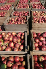 Apple harvest: traditional wooden crates with apples in front of a cider factory