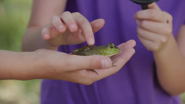 Kids at outdoor school looking at frog