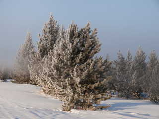 Yellowstone 20 Frost Trees 8282
