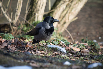 portrait of common crow close up