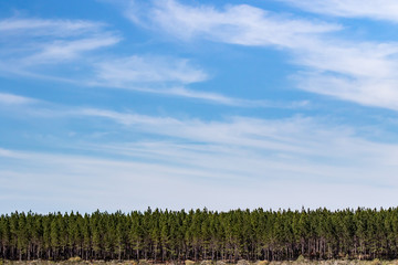 Obraz premium Tree Line