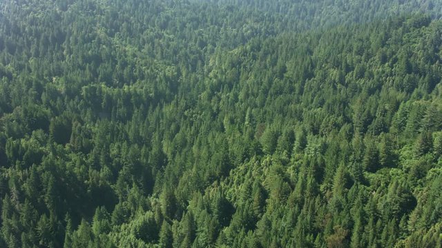 California circa-2017, Aerial of forest in Northern California.  Shot with Cineflex and RED Epic-W Helium. 