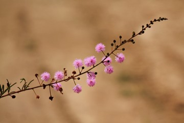 A close-up of a small branch with delicate pink flowers, isolated against a blurred light brown background, creating a minimalist and natural composition