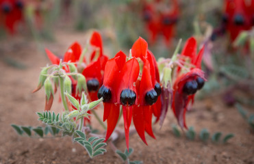 Desert Sturt Pea flowers