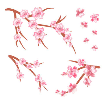 set of cherry branches in bloom. Cherry blossoms. Spring.isolated on white background without shadow