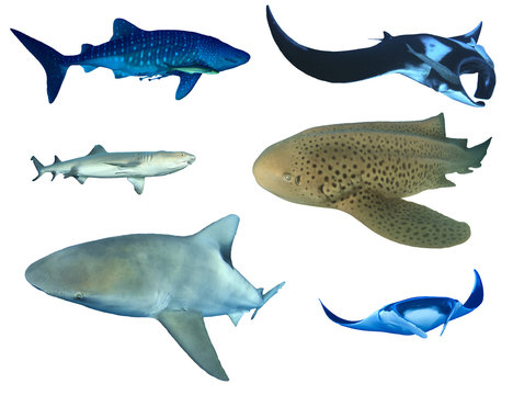 Sharks and Manta Rays isolated. Whale Shark, Oceanic Manta, Whitetip Reef, Leopard and Bull Sharks on white background