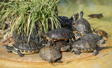 Obraz premium turtle pile of painted turtles sunning