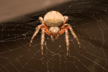 Spider