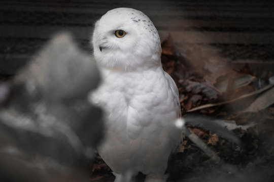 close up portrait of cute snowy owl
