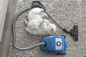 Fluffy white dogs lying on shag carpet near vacuum cleaner