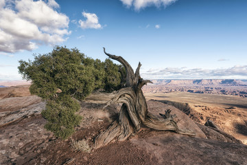 Tree in desert, Moab, Utah, United States