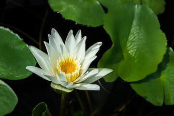 The beauty of the lotus blossom.