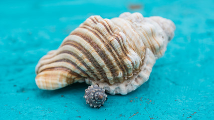 Seaside Seashore
