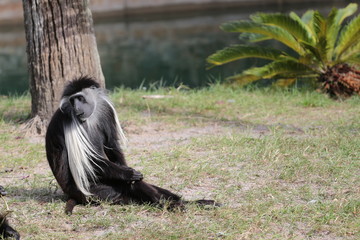 Angola colobus / Emotional Monkey Sitting 