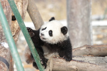 Obraz premium Little Panda Cub is Trying to Climb up 