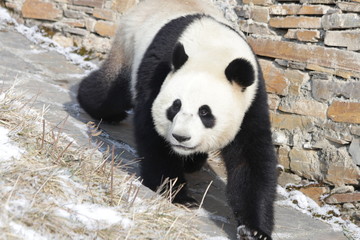 Fototapeta premium Giant Panda in China