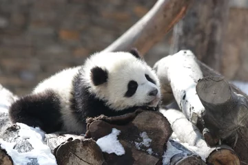 Papier Peint photo autocollant Panda Petit panda en hiver, les pandas géants adorent la neige