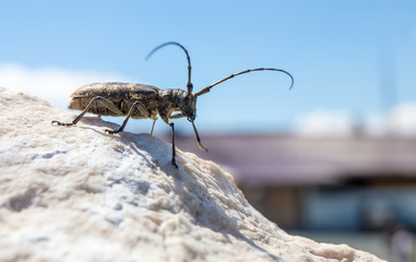 ein seltener Käfer sitzt in den Alpen ( Österreich ) auf einem Berggipfel