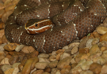 cantil snake gets close up