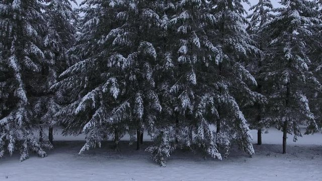 Aerial view of snow covered trees in winter