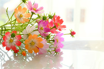 colorful cosmos flowers