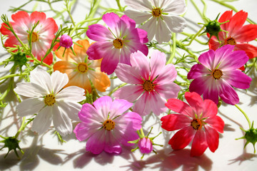 colorful cosmos flowers