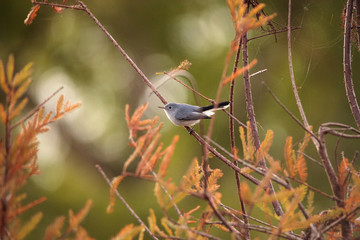 Grey catbird Dumetella carolinensis