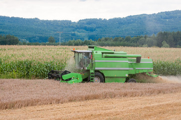 Harvester machine to harvest wheat field working. Combine harvester agriculture machine harvesting...