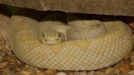 albino western diamondback is coiled under a stoop looking at you