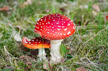 red agaric fly mushrooms on a tree in the forest