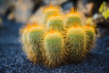 A huge variety of cacti in the cactus garden. Lanzarote. Canary Islands. Spain