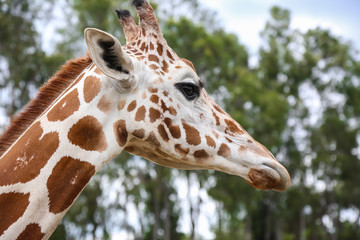 JIRAFA