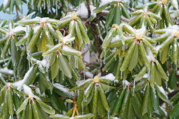 Rhododendron leaves and bud frozen in ice after frozen rain