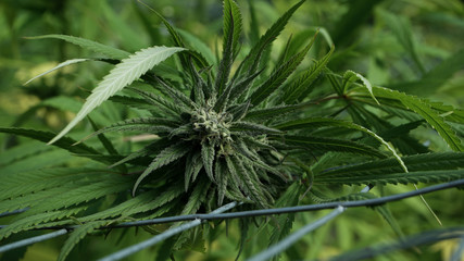Naklejka na ściany i meble cannabis flower