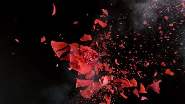Bright red rose exploding in super slow motion