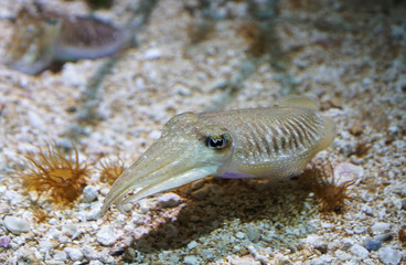 Obraz na płótnie Canvas squid swimming underwater in the ocean floor
