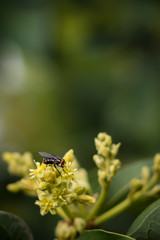 Fly standing over yellow flowers