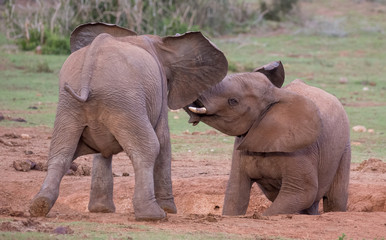 Naklejka premium Two Young Elephants Friends Greeting