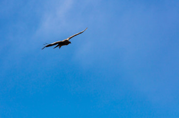 Condor flying  in Peru