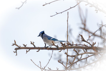 Blue Jay