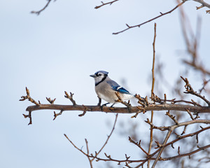 Blue Jay