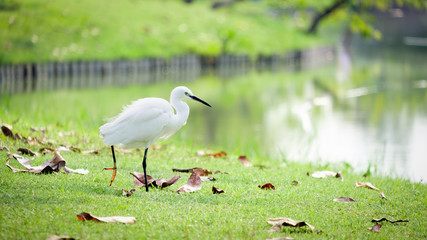 Naklejka premium Great Egret walking by the marsh
