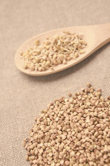 Beans sprouts. Buckwheat grain. Wooden spoon. Natural background