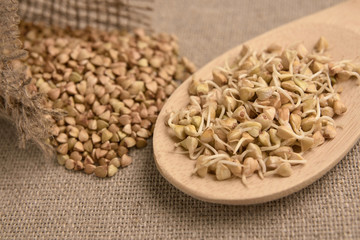 Wooden spoon. Groats. Buckwheat sprouts. Brown background